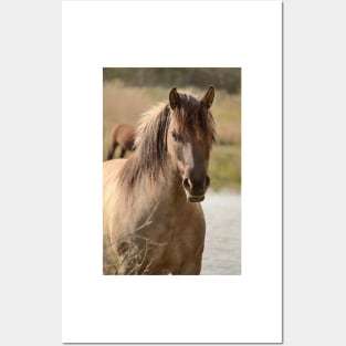 Portrait of a konik horse Posters and Art
